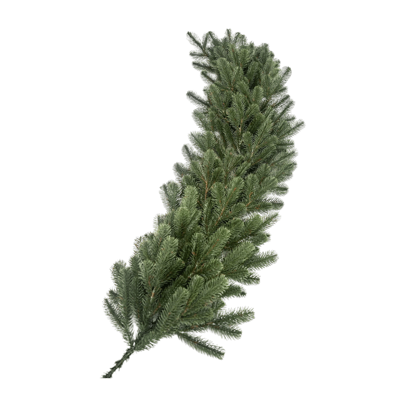 Kunstkuusevanik-Valencia